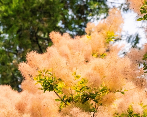 Delicate pink-orange smoke tree flowers blooming in summer sunlight near Park Row Bellevue luxury condominium.